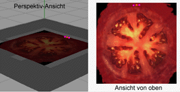 ein Tomatenscheibe wird extrudiert